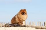 SPITZ ALLEMAND 196
